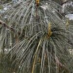 Pinus wallichiana Лист