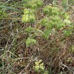 Euphorbia falcata Habit