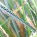 Carex divulsa Листок