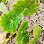 Hydrocotyle bonariensis Frunză