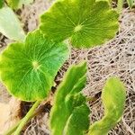 Hydrocotyle bonariensis Blad