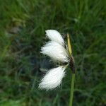 Eriophorum angustifolium Λουλούδι