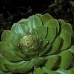 Aeonium undulatum Кора