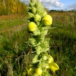 Verbascum densiflorum Habit