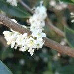 Osmanthus heterophyllus Květ