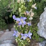 Campanula pyramidalis Λουλούδι