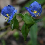 Commelina ensifolia 花