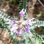 Astragalus arequipensis Kvet