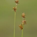 Juncus capitatus Blomma