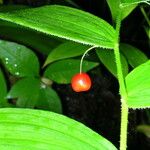 Streptopus lanceolatus ഫലം