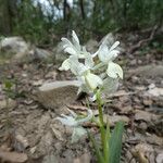 Orchis provincialis Bloem