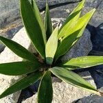 Agave sisalana Fuelha