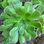 Aeonium arboreum Leaf