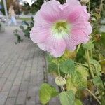 Alcea roseaFleur