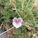 Erodium glandulosum Çiçek