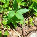 Asperula taurina पत्ता