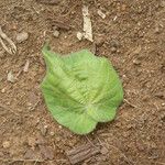 Dombeya pilosa Fulla