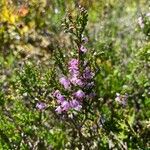 Erica cinereaFlower