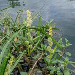 Sparganium emersum Fula