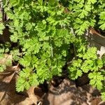 Chaerophyllum tainturieri Feuille