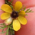 Adonis microcarpa 花