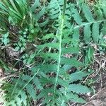 Cirsium erisithales Leaf