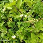 Solanum chenopodioidesКвітка