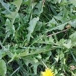 Taraxacum officinale Leaf