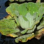 Pistia stratiotes Агульны выгляд