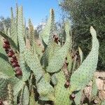 Opuntia engelmannii خشب