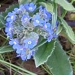 Cynoglottis barrelieri Flower
