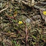 Ranunculus flammula Habitatea