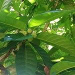 Ficus habrophylla Fruit