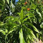 Dracaena angustifolia Leaf