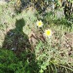 Scorzonera aristata 花