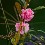 Impatiens balsamina Flower