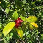 Ochna serrulataFlower