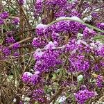 Callicarpa bodinieri Fruto