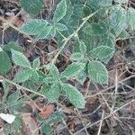 Rubus fruticosus Fuelha