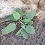 Nicotiana glauca Blatt