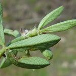 Trifolium bocconei Foglia