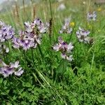 Astragalus alpinus Habitus