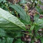 Mercurialis leiocarpa Hoja