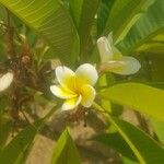 Plumeria alba Flor