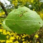 Populus tremula পাতা