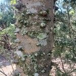 Zanthoxylum clava-herculis Corteza