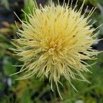 Centaurea collina Flor
