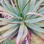 Aloe ferox Fulla