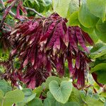 Cercis siliquastrum Blad