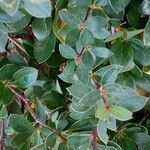 Berberis buxifolia Leaf